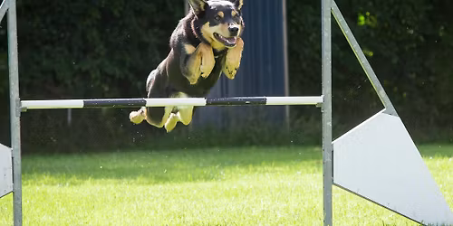 Concours AGILITY - Centre \u00e9questre de Vire 
