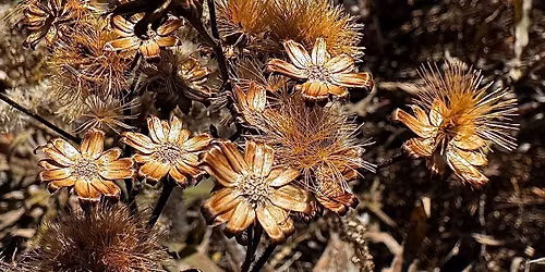 Winter Wildflower Walk