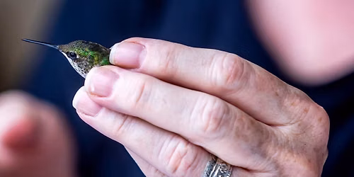 Hike with Jane - A Learning Station Focus: A Last Look at Hummingbirds