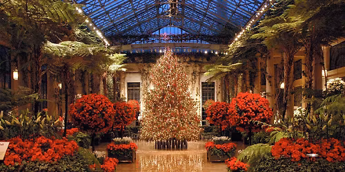 Christmas at Longwood Shannon's Sunflowers Friends Outing