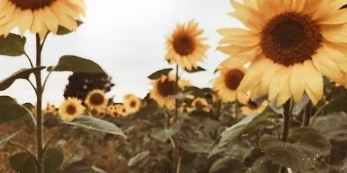 Sunflower Spirit Book Club-The Four Agreements by Miguel Ruiz