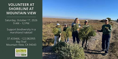 Volunteer Outdoors in MV Shoreline Marsh Habitat Restoration