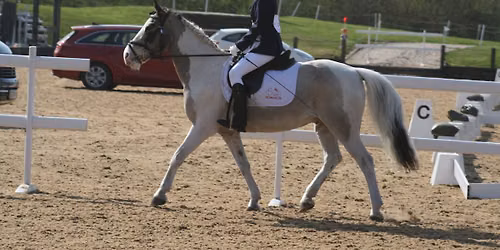 Dressage night