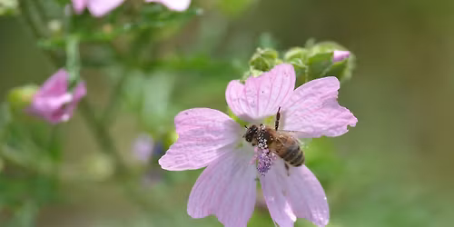 Op\u00e9ration pollinisation