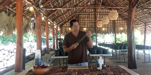 (In-Person only at KOKA Kalihi) L\u0101\u02bbau Lapa\u02bbau Workshop