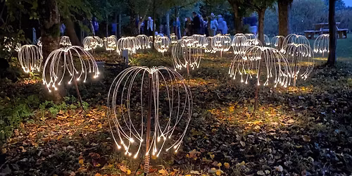 Firefly Celebration Evening (Thursday)