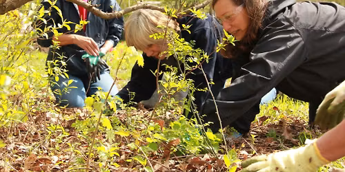 Meadow Brook Naturalists : Work Day