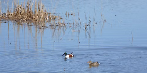 Bird Walk with Zac Dallal 