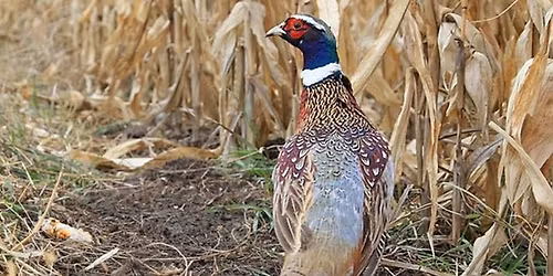 ASHRAE Bowling Social Night