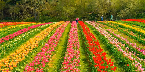 Tulleys Tulip Garden & Hatton Garden Centre & Shopping village