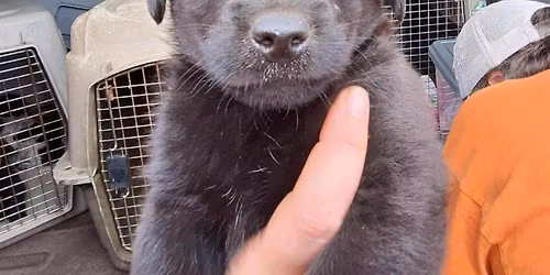 Paint With Puppies - Our Pack Animal Rescue