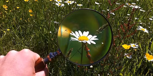 Atelier botanique : \u00ab Identifier les plantes autour de chez moi : les plantes herbac\u00e9es \u00bb