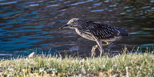 South Central Wetlands Walk & Photo Zine Release
