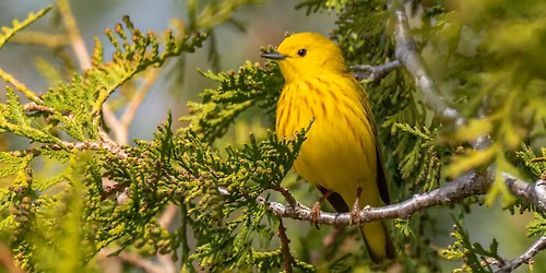 Lilacs and Warblers Birding Adventure