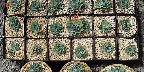 (Workshop) Succulent Propagation for Beginners