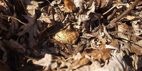 Fact or Fiction: The Fall Garden Clean Up To Do List