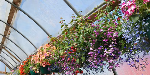 Design Your Own Sun-Loving Hanging Basket Class