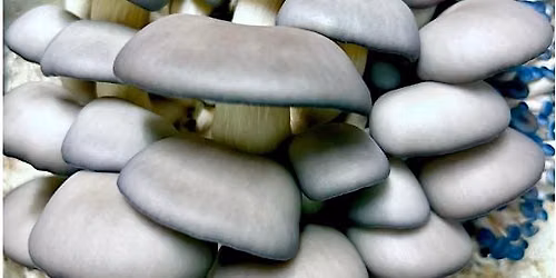 Grow Mushrooms with MYPI