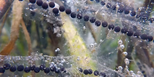 Flaxton Village Pond Surveys