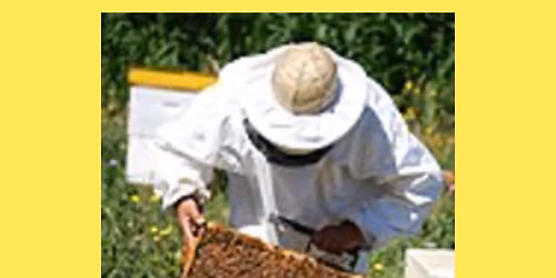 What\u2019s all the Buzz about Beekeeping? 