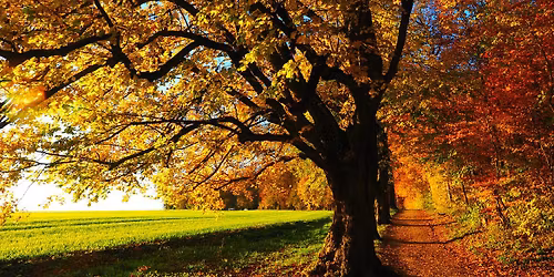 RDV durable | A la d\u00e9couverte des bois