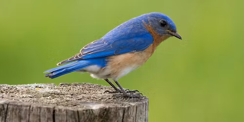 All About Bluebirds