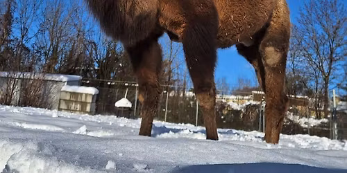 Kamelreiten auf dem Kr\u00fcmelhof