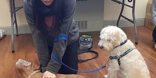 Walks 'N' Wags Pet First Aid Amherst NS