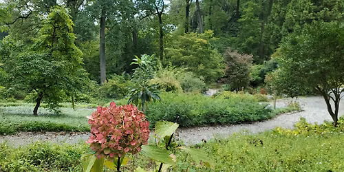 Summer Abundance Forest Bathing
