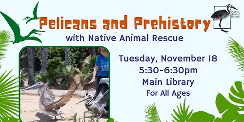 Dinovember: Pelicans and Prehistory with Native Animal Rescue