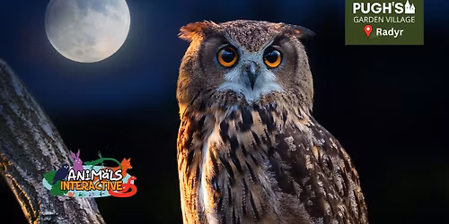 October Half Term, Owl Encounters Workshops!