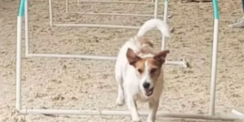 Canine Hoopers UK Competiton 