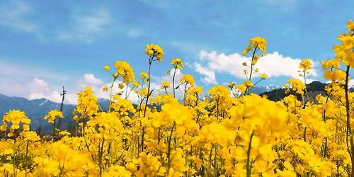 Spring Celebration Picnic