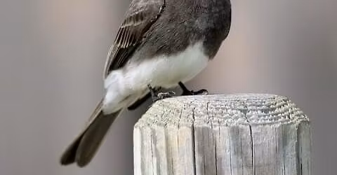 Bird Walk--Sedona Wetlands Preserve