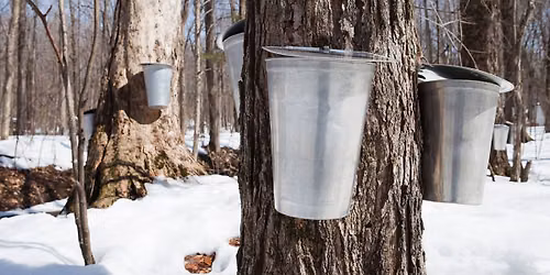 November Herb Club Meeting: Harvesting Maple Syrup