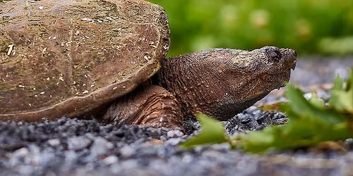 Dr Chantel Markle: Reptile Conservation in an Era of Change