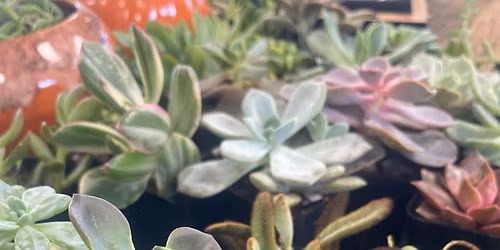 Succulent Bar
