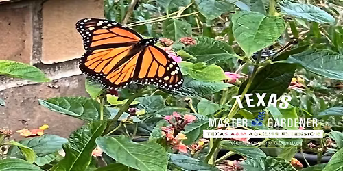 Pollinators: What Are They and Why Do We Need Them?