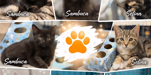 Adoption Day- PetO JOONDALUP