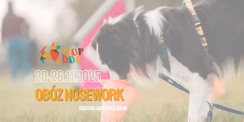 Ob\u00f3z noseworkowy - Dog Hub