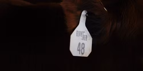 Right on Red - 4th Annual Sale