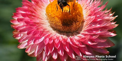 Flower and Garden Photography Course (Melbourne Gardens)