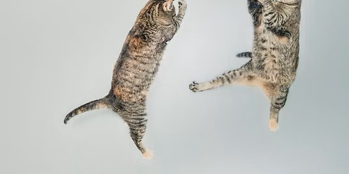 CatVideoFest 2026
