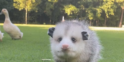 November- Create and learn with Snug Harbor Wildlife!