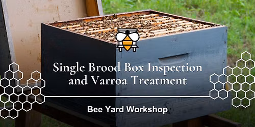 Single Brood Box Inspection & Varroa Treatment