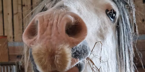 Pony Days \u2013 October Holiday Fun at Eat Sleep Ride