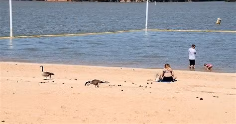 GALT\u2019S FERRY BEACH DAY 