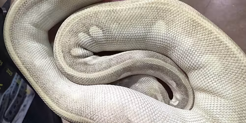 Springfield Ohio Reptile Expo 