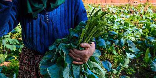 Verzamelbijeenkomst Gewortelde verhalen-Amsterdamse moslims en hun moestuin