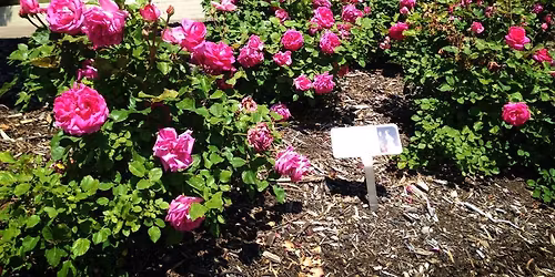 Yard Sale (Car Boot Sale) Fundraiser